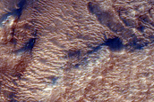 Dune Survey