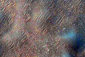 Dune Survey