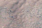 Dune Field