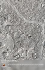 Fine-Branched Ridges 